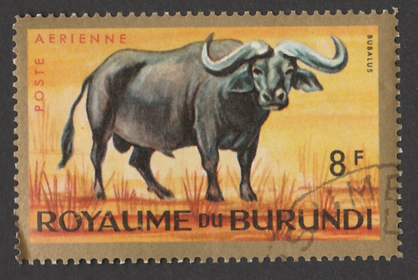 8F-burundi-bivol